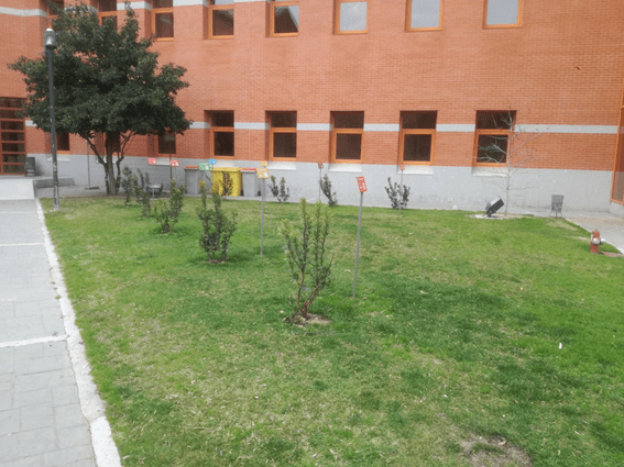 Árboles objetivos 2030